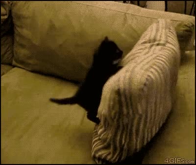 gato,cojín,jugar,sofá