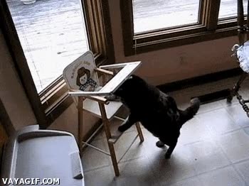 Gato,cenar,correr