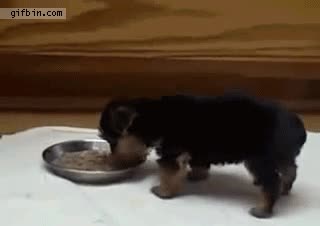 comida,perro,balancing