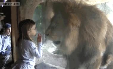 ataque,beso,niña,león