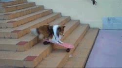 bajar,monopat&iacute;n,escaleras,pat&iacute;n,skater,skate,perro,lassie