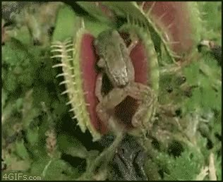 rana,planta carnivora,comiendo,gustavo,muerta