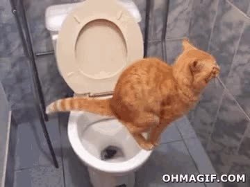 wc,water,gato,caca