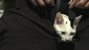 chupar,pantalón,gato,Ligar