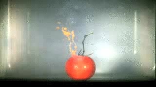 explosión,tomate,microondas