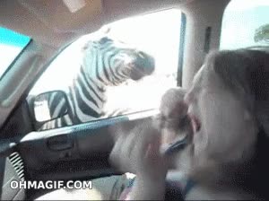 coche,cebra,safari,susto,pelo