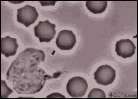 Bacteria,Celulas