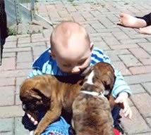 bulldog,perricos,niño