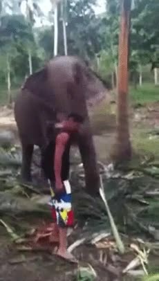 elefante,trompazo,hombre,chico,selva,pantalones,árboles