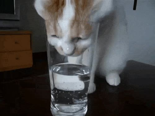 agua,vaso,beber,gato,sed