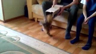 entrar,caja,gato