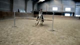 caballo,cobarde,saltar,valla