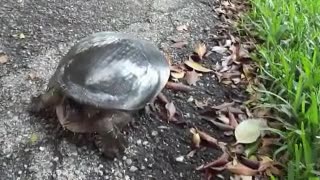cabrona,ataque,asaltar,tortuga
