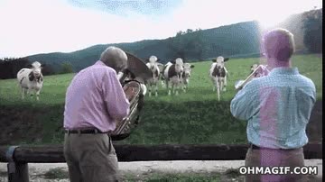 vacas,musica,cancion