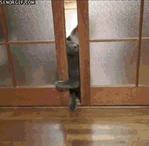 puerta,escapar,miau,gatito
