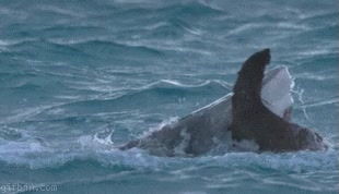 atrapar,comer,mar,pájaro,tiburón