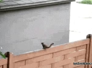 gato,portal,hostia,pared