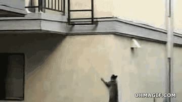 arriba,boss,escalar,gato