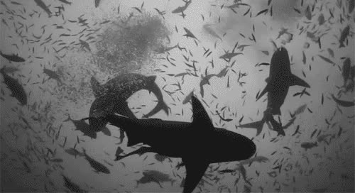 tibur&oacute;n,tiburones,peces,medusas,mar,agua,pez