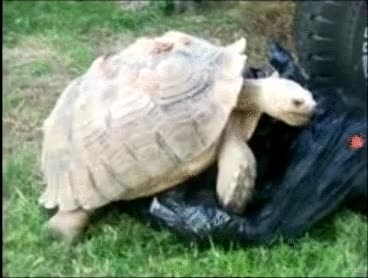 tortuga,petting,bolsa,pervertida