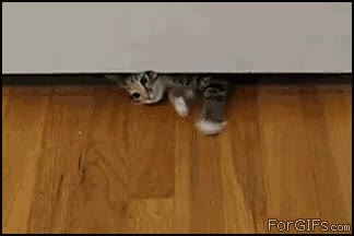 gato,puerta,pasar