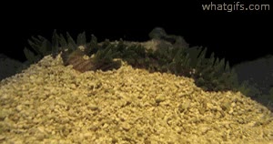 arena,coral,anemona,escondido,palpitante