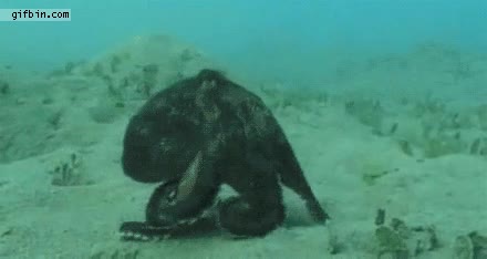 mar,caminar,fondo marino,pulpo