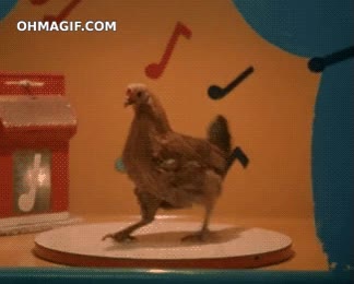 bailando,gallina,lmfao,lol