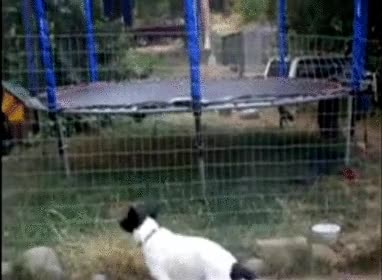 salto,perro,trampolín