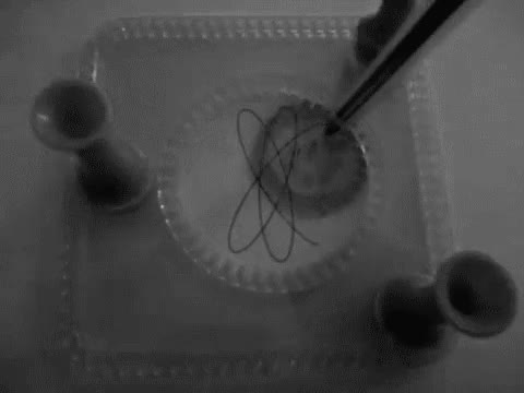 dibujar,rosca,elipses