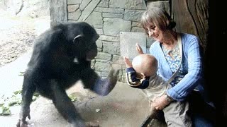 cr&iacute;o,ni&ntilde;o,patadas,cristal,zoo,mono