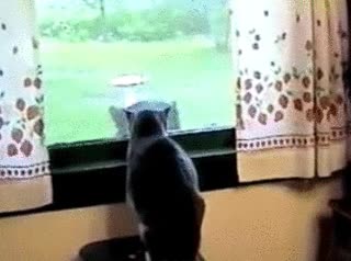 flipar,oso,ventana,gato