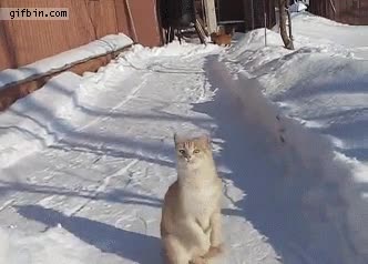 frío,querer,tocar,gato,bola,nieve,salto