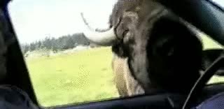 bisonte,papeles,coche,conducir,permiso