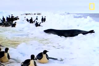 ataque,hielo,mar,foca,pinguinos