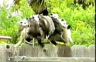 hijos,madre,zarigüeya
