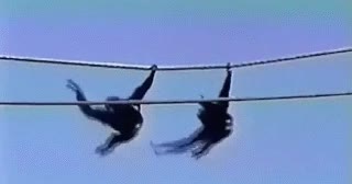 aire,cielo,cuerda,cruzando,mono