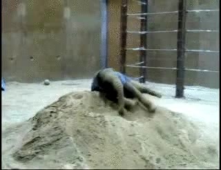 arena,jugar,elefante