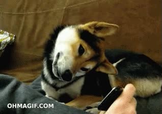 telefono,perro,girar cabeza