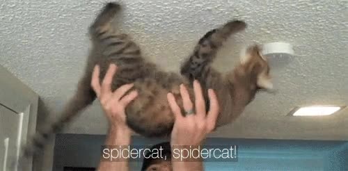 patitas,techo,película,simpson,spidergato,spidercat