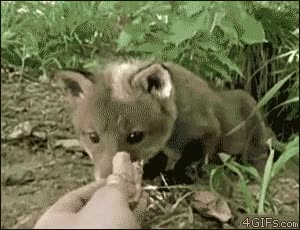 comida,alimentar,pequeño,zorro