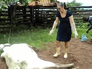 mujer,hostia,zas en toda la boca,vaca,coz