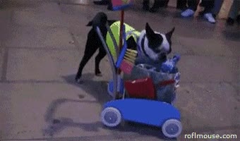perro,trabajador,limpieza,crisis