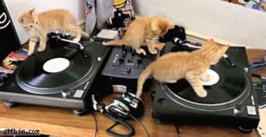 gatos,DJ,gustar,discos