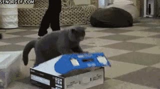 gatos,it's troll time,caja