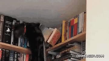gato,libro,buscar