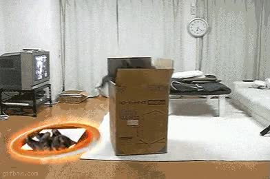 caja,gato,Portal