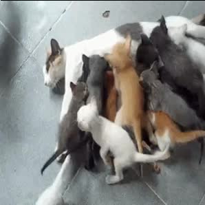 gato,madre,gatitos,amamantar,leche