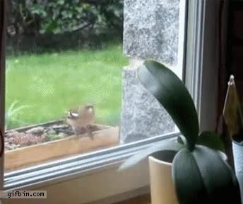 pájaro,ventana,golpes