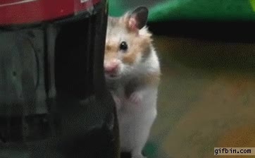 hamster,ratón,venganza,rata